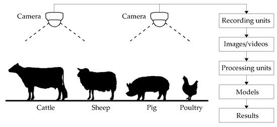 Computer vision in agriculture for animal farming