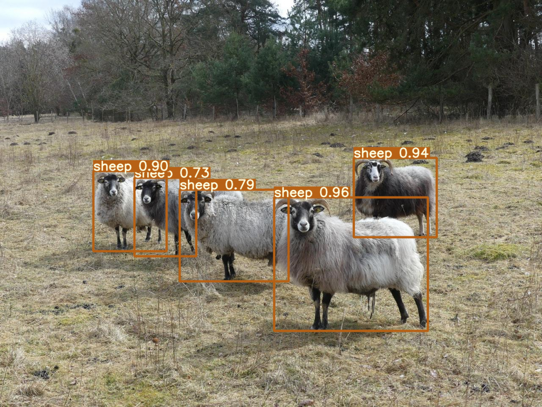 Animal detection: Computer vision to detect sheep with YOLOv7