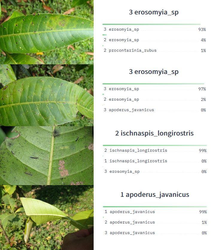 Deep learning object recognition in mango plant disease identification