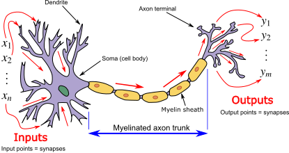 Diagram of a neuron including input and outputs