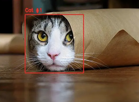 Object Detection for Identifying Cats