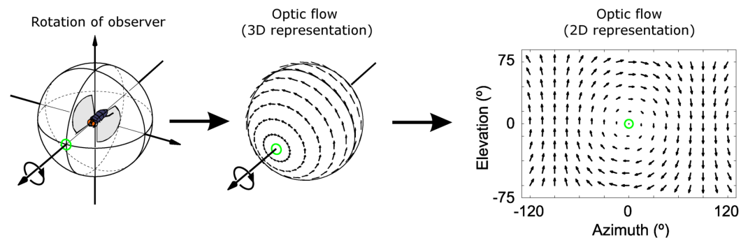 Sequential diagrams showing observer rotation and resulting 3D and 2D optic flow patterns.