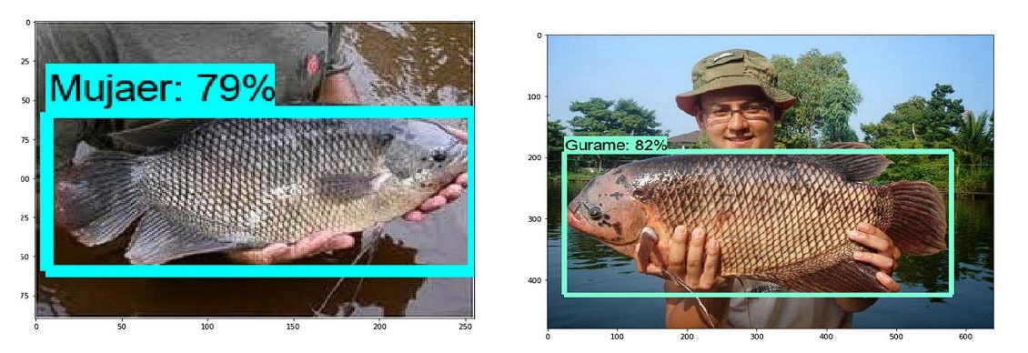image of fish detection