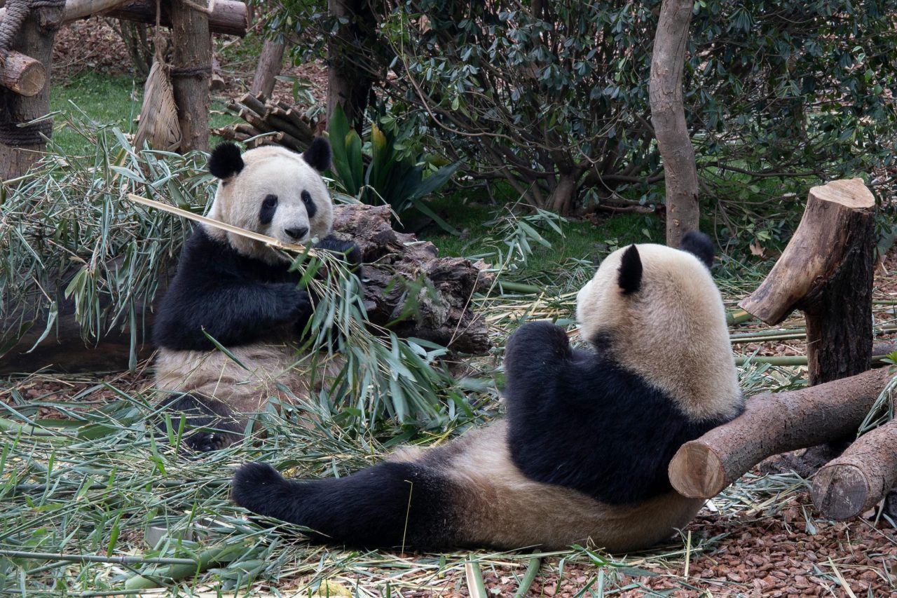 pandas