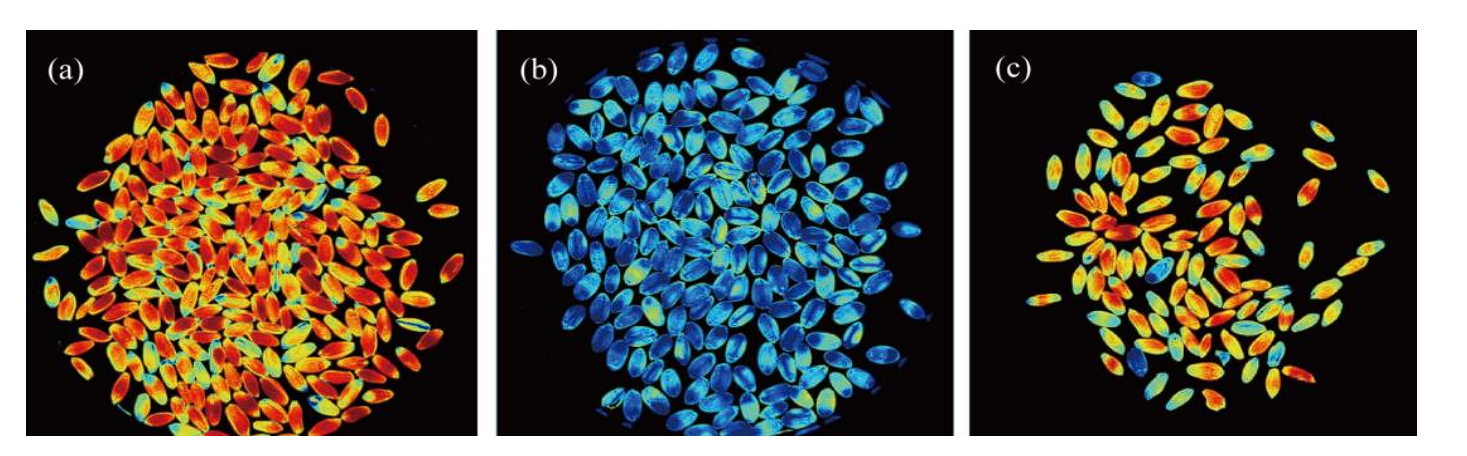 image of Multispectral Imaging in Seed quality