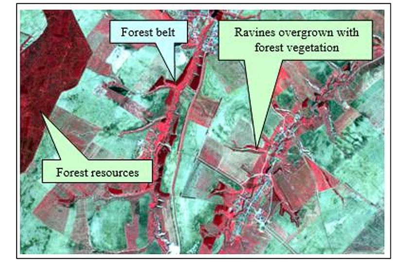 image of forest taken using satellite