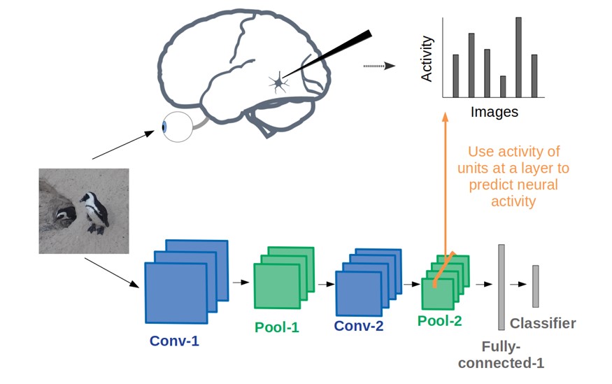 A comparison of how the human brain and CNNs process visual data