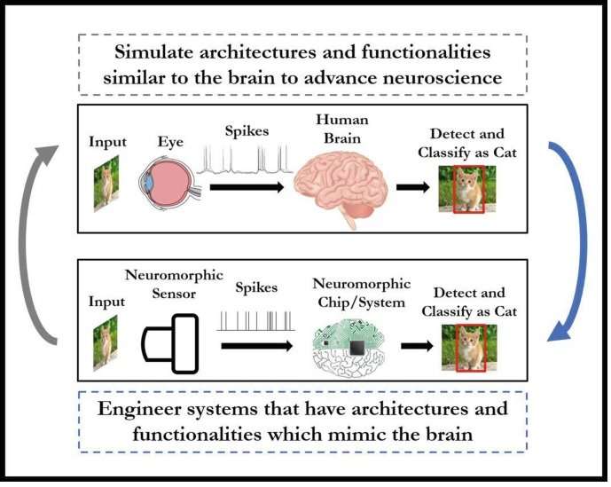 A diagram illustrating the typical neuromorphic architecture used in Artificial Super Intelligence.