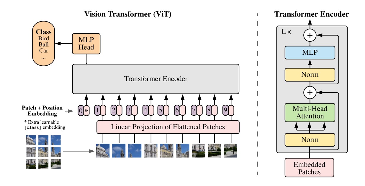 Vision Transfer Model 