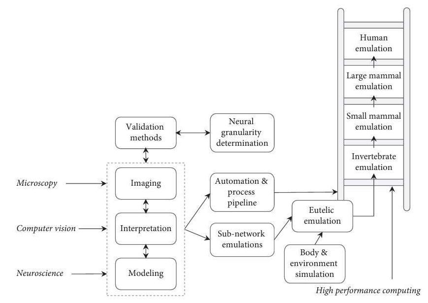 Emulation of the human brain