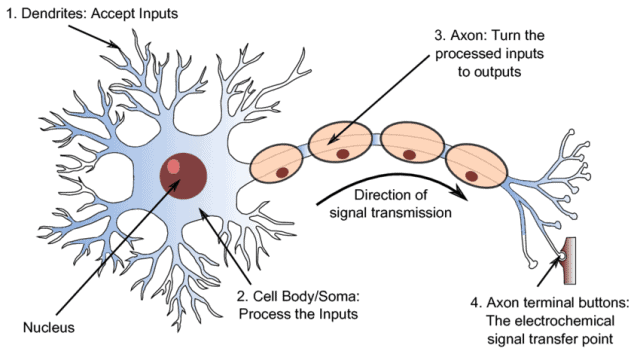 Diagram of a neuron