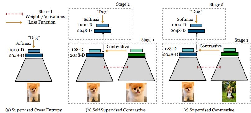 Training setup Self-supervised Contrastive loss and Supervised Contrastive loss