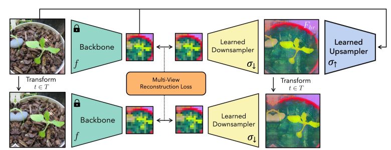 FeatUp training architecture