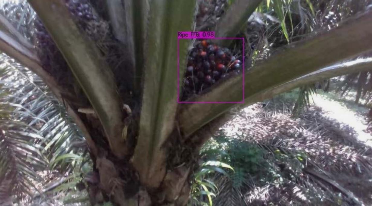 ripe palm tree detection using YOLOv4