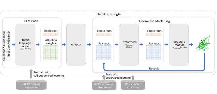 A Framework of the HelixFold-Single. PaddleHelix’s Protein Language Model.