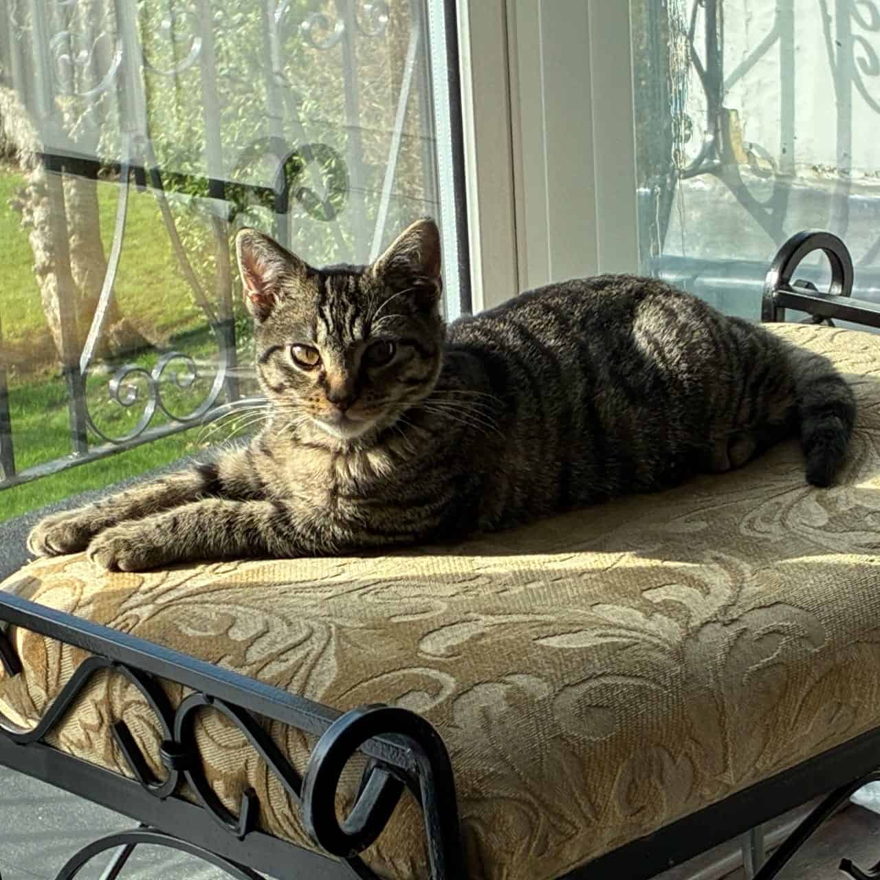 Cat relaxing on window seat with sunlight, cozy indoor scene.
